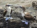 322 Blue-footed Pair Chat.JPG (107 KB)